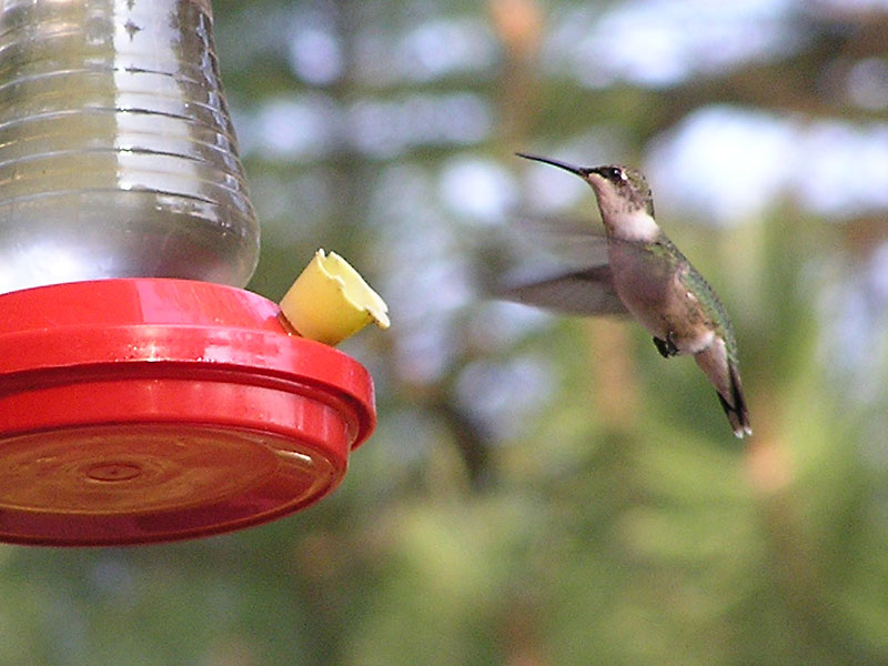 Hummingbirds