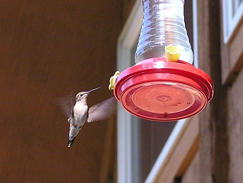 Hummingbirds